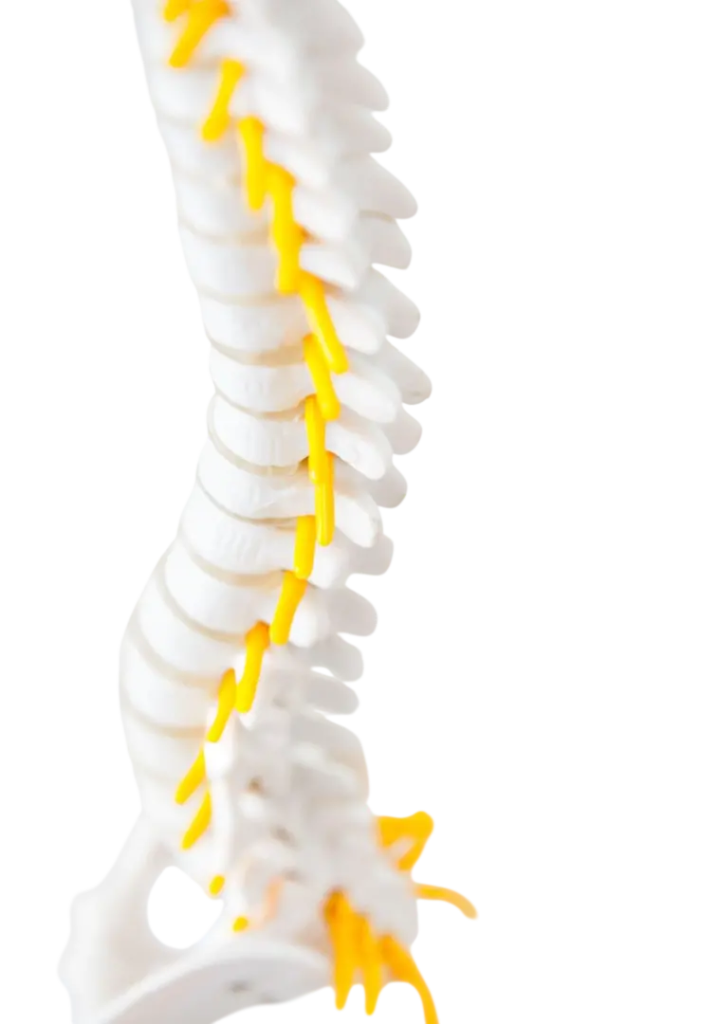 spine-model-(chiro explained section)
