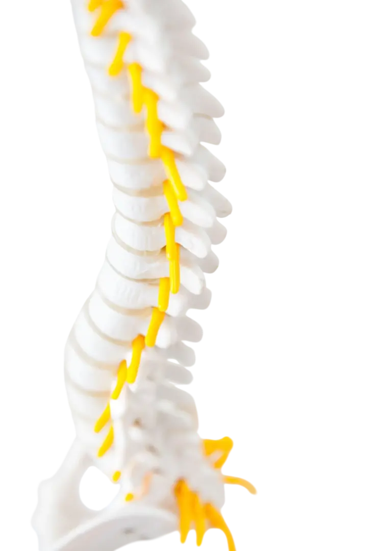 spine-model-(chiro explained section)