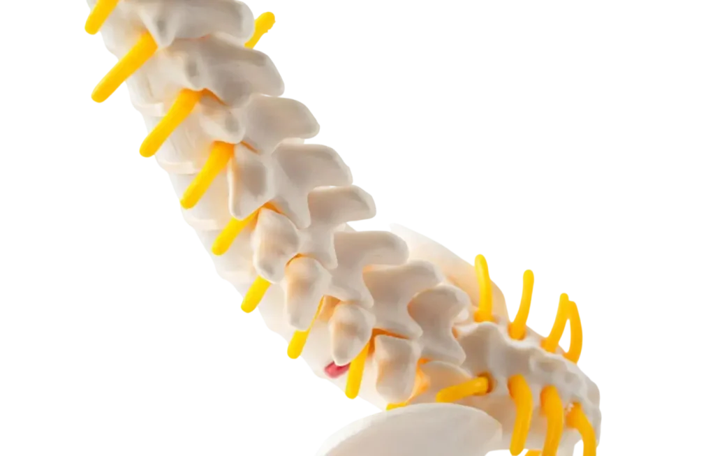spine-model-(chiro explained section)1