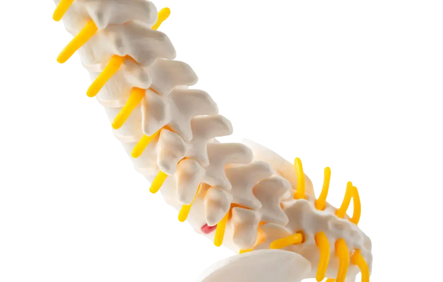 spine-model-(chiro explained section)1